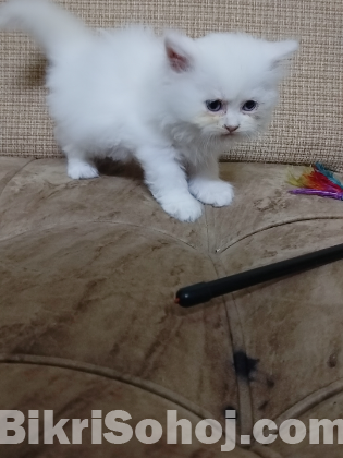 Persian cat